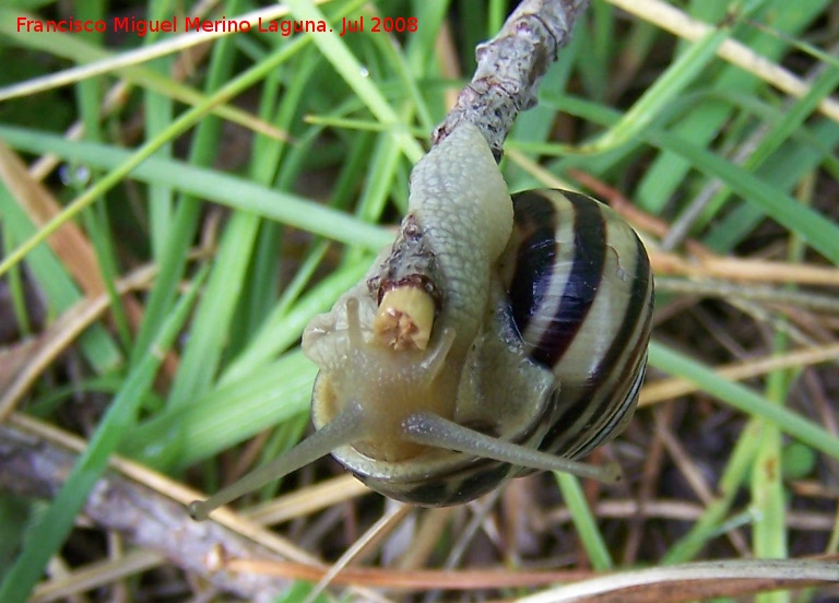 Caracol rayado - Caracol rayado. Segura