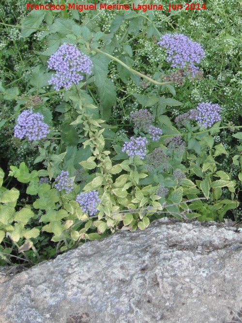 Flor de la viuda - Flor de la viuda. Arroyo de los Morales - Navas de San Juan