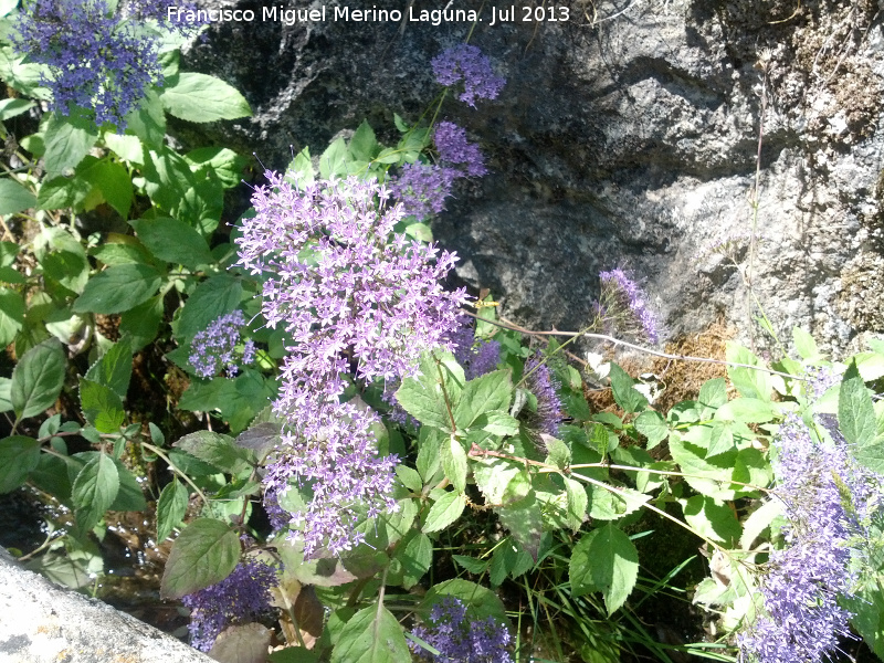 Flor de la viuda - Flor de la viuda. Fuente Castaeda - Valdepeas de Jan