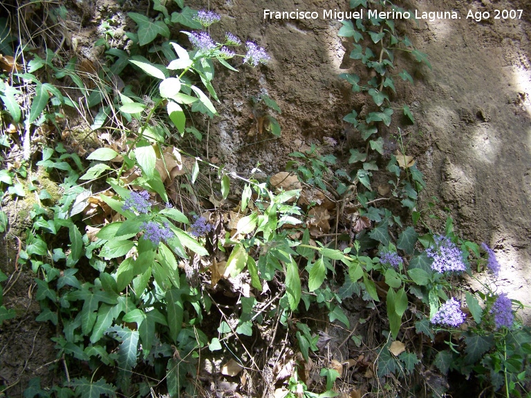 Flor de la viuda - Flor de la viuda. Las Chorreras Valdepeas