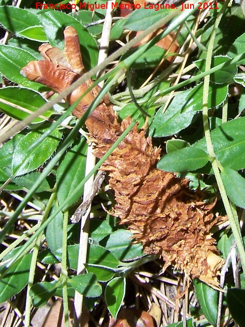 Ardilla - Ardilla. Pia comida por una ardilla