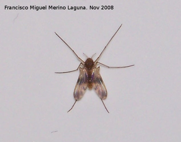 Mosquito fenestralis - Mosquito fenestralis. Los Villares