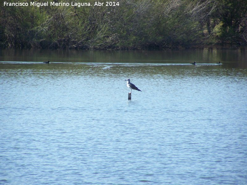 Pjaro Gaviota reidora - Pjaro Gaviota reidora. Laguna La Charca - Baeza