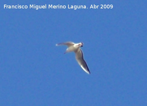 Pjaro Gaviota reidora - Pjaro Gaviota reidora. 