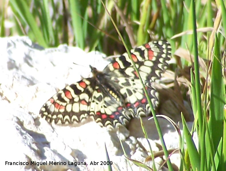 Mariposa arlequn - Mariposa arlequn. Jan