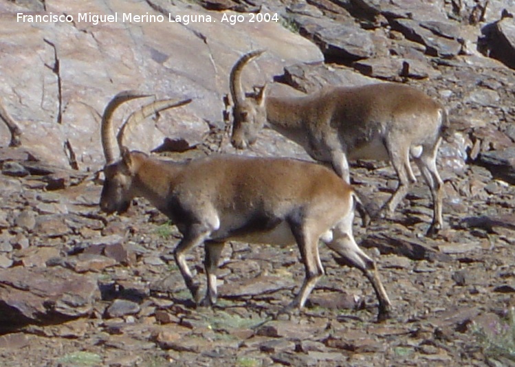 Cabra montesa - Cabra montesa. Sierra Nevada