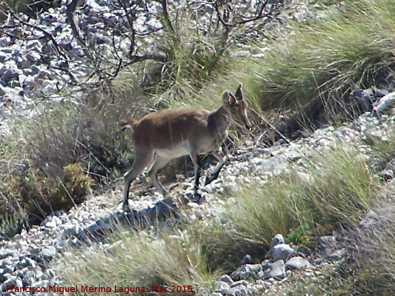 Cabra montesa - Cabra montesa. La Dehesa - Albanchez de Mgina