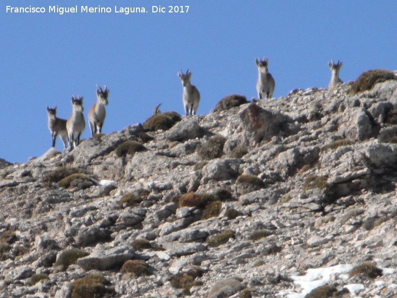 Cabra montesa - Cabra montesa. Mgina - Huelma