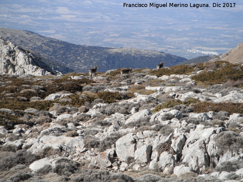 Cabra montesa - Cabra montesa. Mgina - Huelma