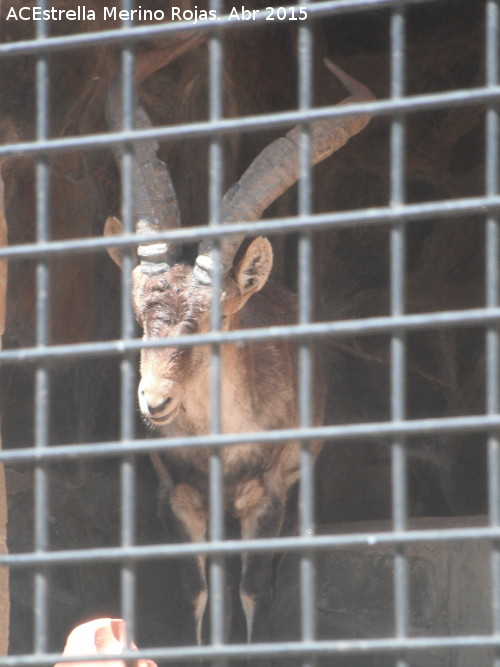 Cabra montesa - Cabra montesa. Zoo de Crdoba