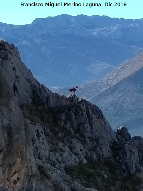 Cabra montesa - Cabra montesa. Serrezuela de Bedmar