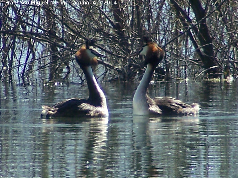 Pjaro Somormujo Lavanco - Pjaro Somormujo Lavanco. Cortejo de apareamiento. Laguna Grande - Baeza