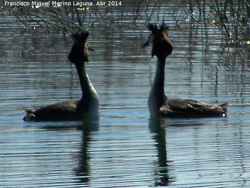 Pjaro Somormujo Lavanco - Pjaro Somormujo Lavanco. Cortejo de apareamiento. Laguna Grande - Baeza