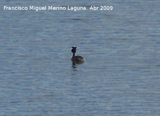 Pjaro Somormujo Lavanco - Pjaro Somormujo Lavanco. Vilches