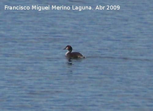 Pjaro Somormujo Lavanco - Pjaro Somormujo Lavanco. Vilches