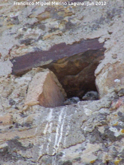 Pjaro Cerncalo - Pjaro Cerncalo. Nido. Castellar de la Frontera