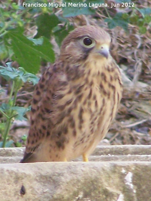 Pjaro Cerncalo - Pjaro Cerncalo. Madre de Dios - beda