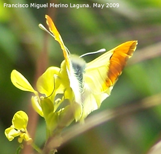 Mariposa Anthocharis euphenoides - Mariposa Anthocharis euphenoides. Los Caones. Jan