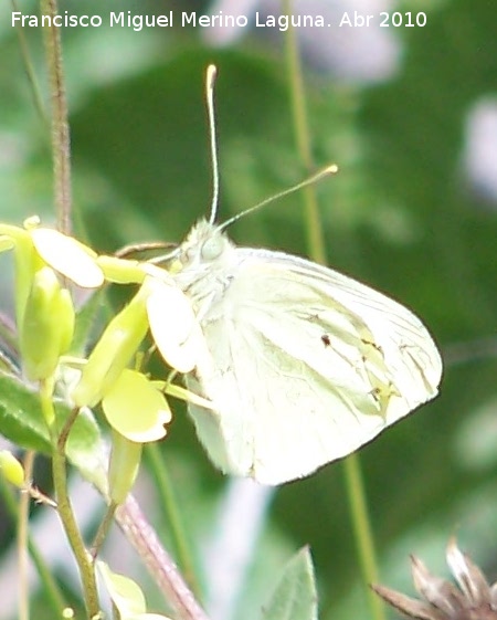 Mariposa blanquita de la col - Mariposa blanquita de la col. Linares