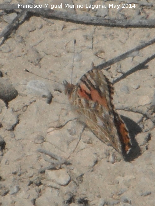 Mariposa Vanesa de los cardos - Mariposa Vanesa de los cardos. Laguna - Torredonjimeno