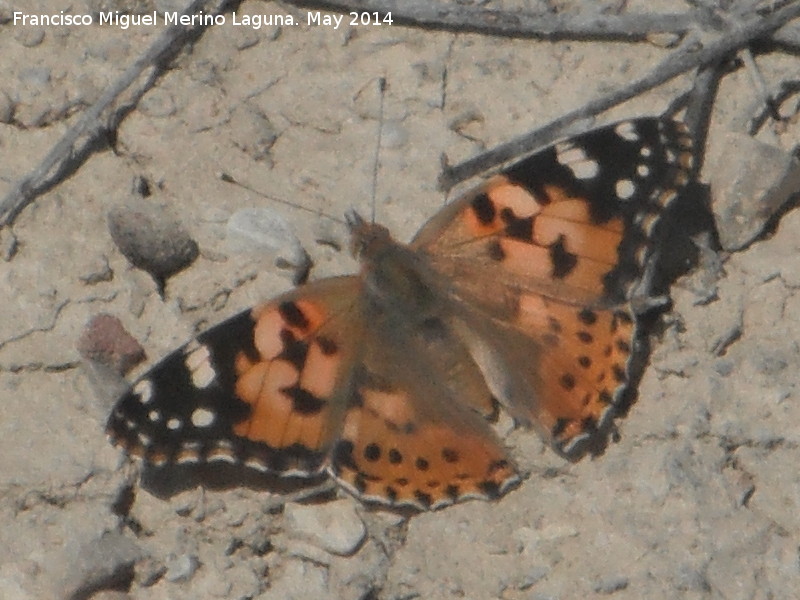 Mariposa Vanesa de los cardos - Mariposa Vanesa de los cardos. Laguna - Torredonjimeno