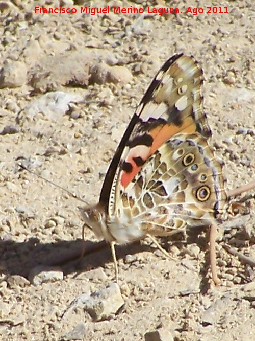 Mariposa Vanesa de los cardos - Mariposa Vanesa de los cardos. Prado Maguillo - Santiago Pontones