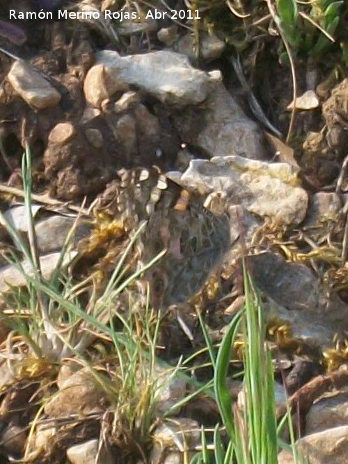 Mariposa Vanesa de los cardos - Mariposa Vanesa de los cardos. Cruz de la Chimba - Jan