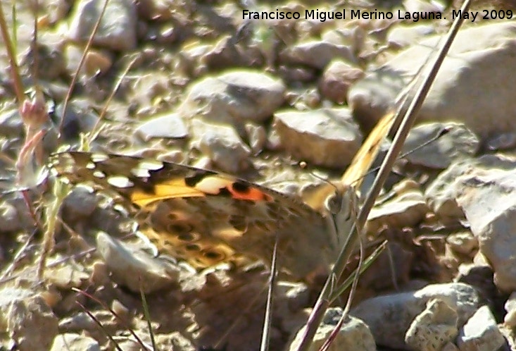 Mariposa Vanesa de los cardos - Mariposa Vanesa de los cardos. Los Caones. Jan