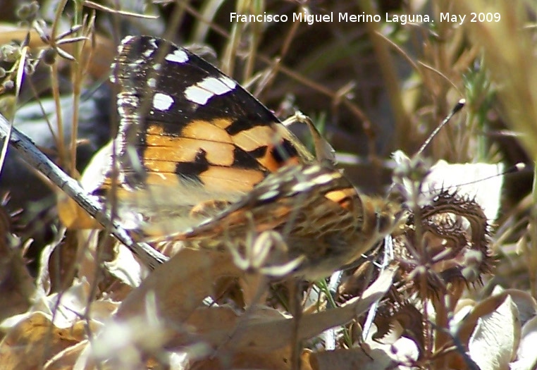 Mariposa Vanesa de los cardos - Mariposa Vanesa de los cardos. Los Caones. Jan