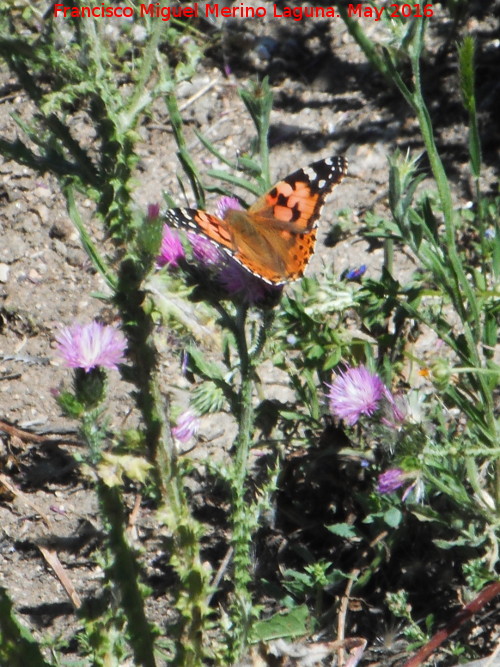 Mariposa Vanesa de los cardos - Mariposa Vanesa de los cardos. Arroyo de Valdecanales - Rus