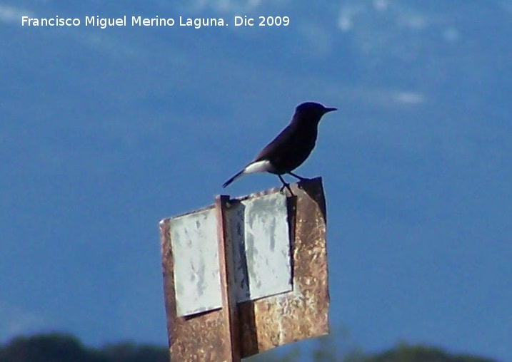 Pjaro Collalba negra - Pjaro Collalba negra. Gorafe