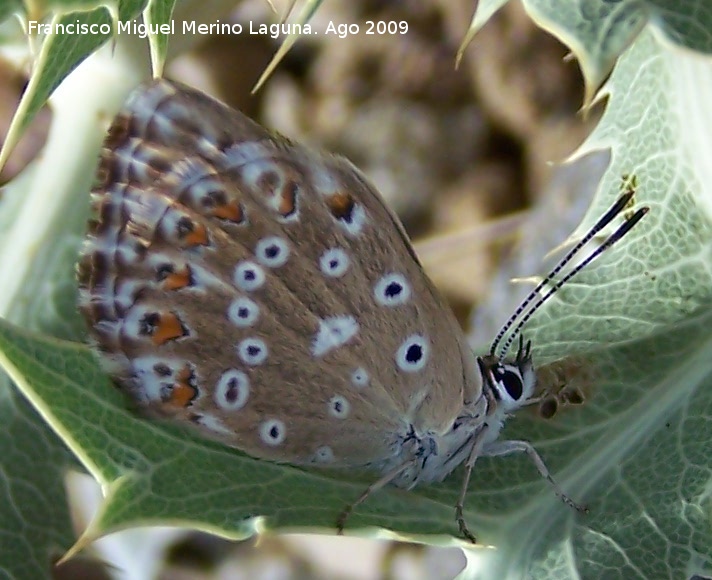 Mariposa Plebejus Aricia cramera - Mariposa Plebejus Aricia cramera. Santiago Pontones