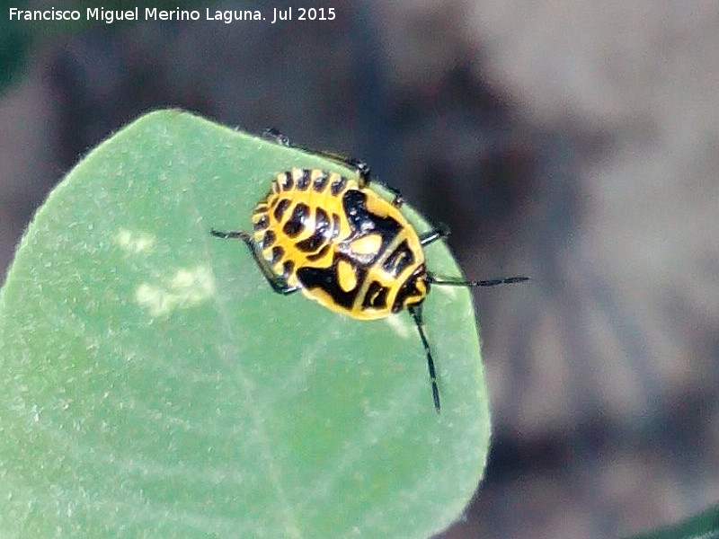 Chinche adornada - Chinche adornada. Larva - Los Villares