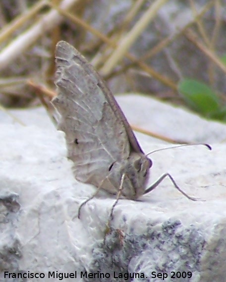 Mariposa Hipparchia statilinus - Mariposa Hipparchia statilinus. Otiar (Jan)