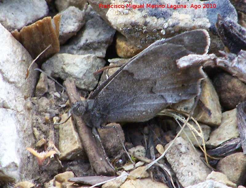 Mariposa Hipparchia statilinus - Mariposa Hipparchia statilinus. Caada Saucar - Santiago Pontones