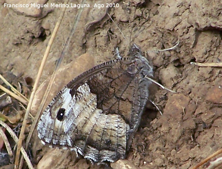 Mariposa Hipparchia statilinus - Mariposa Hipparchia statilinus. Caada Saucar - Santiago Pontones