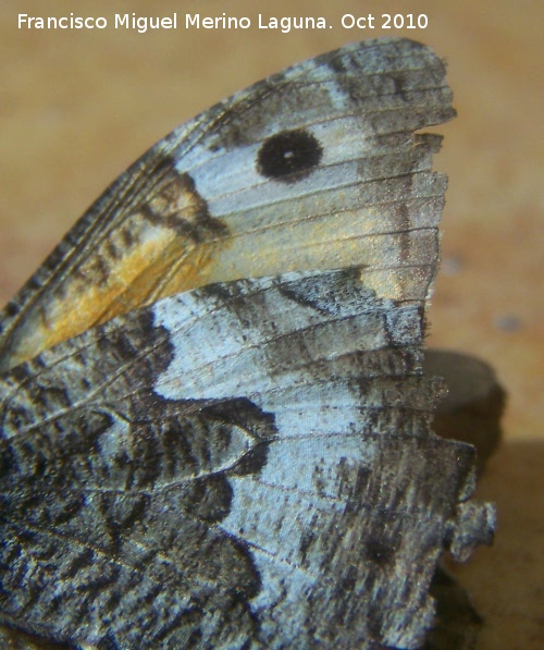 Mariposa Hipparchia statilinus - Mariposa Hipparchia statilinus. Los Villares