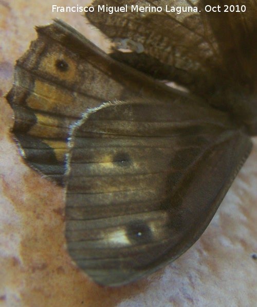 Mariposa Hipparchia statilinus - Mariposa Hipparchia statilinus. Los Villares