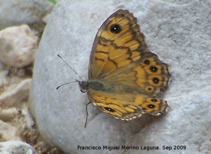 Mariposa Saltacercas - Mariposa Saltacercas. Hembra - Otiar (Jan)