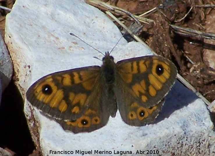 Mariposa Saltacercas - Mariposa Saltacercas. Macho. Fuente de la Pea. Jan