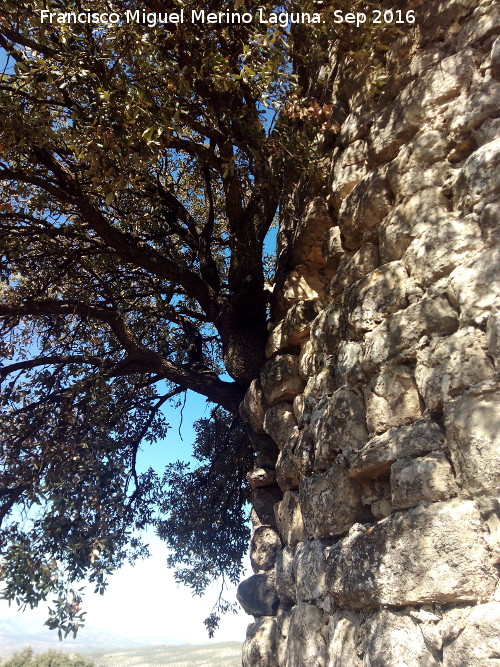 Torren de los Pedregales - Torren de los Pedregales. Almendro que terminar con la torre