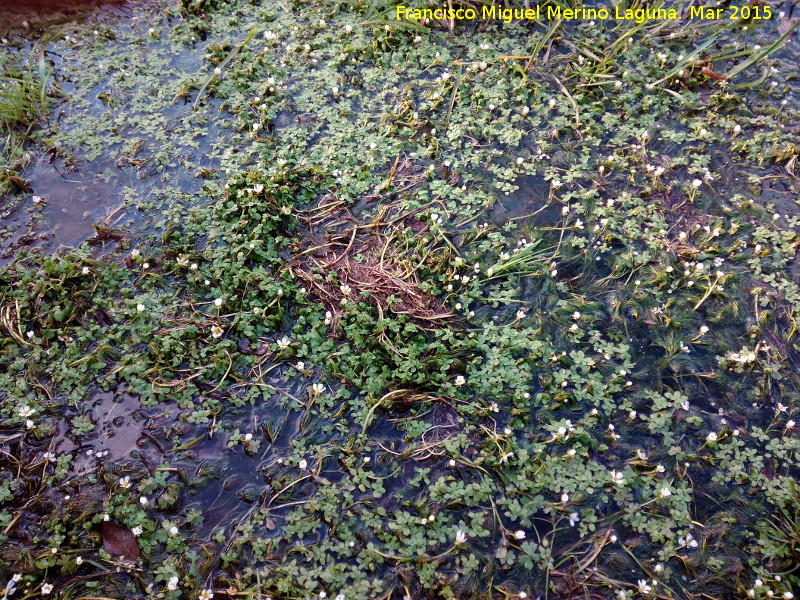 Hierba lagunera - Hierba lagunera. Arroyo del Cerro Meln - Navas de San Juan