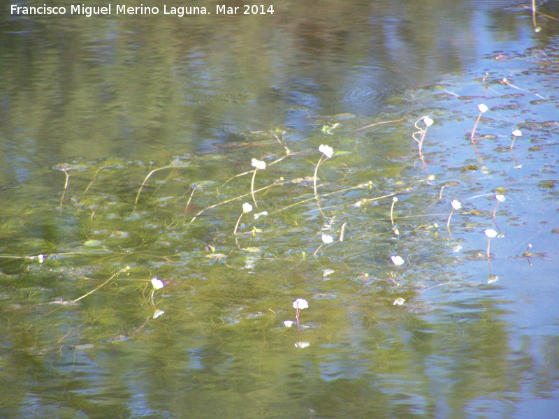 Hierba lagunera - Hierba lagunera. Charca de la Galera - Navas de San Juan