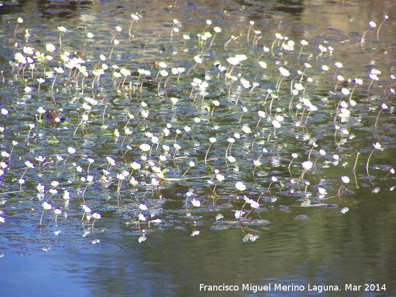 Hierba lagunera - Hierba lagunera. Charca de la Galera - Navas de San Juan