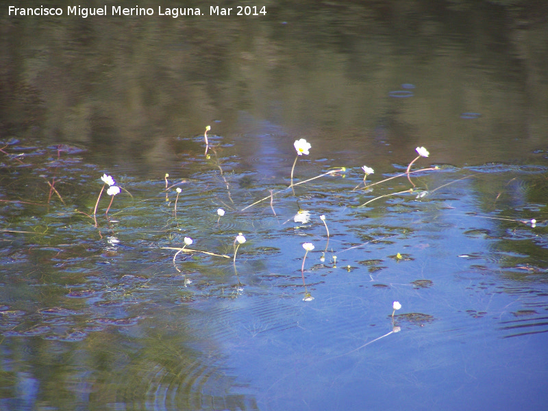 Hierba lagunera - Hierba lagunera. Charca de la Galera - Navas de San Juan