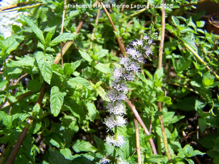 Menta acuatica - Menta acuatica. Navas de San Juan