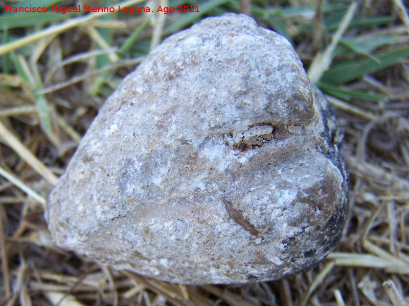 Bivalvo Glycimeris - Bivalvo Glycimeris. Prado Maguillo - Santiago Pontones