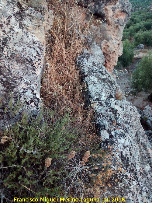 Necrpolis visigoda del Cerro Salido - Necrpolis visigoda del Cerro Salido. Tumba en terraza cercana a la Cueva de las Sepulturas