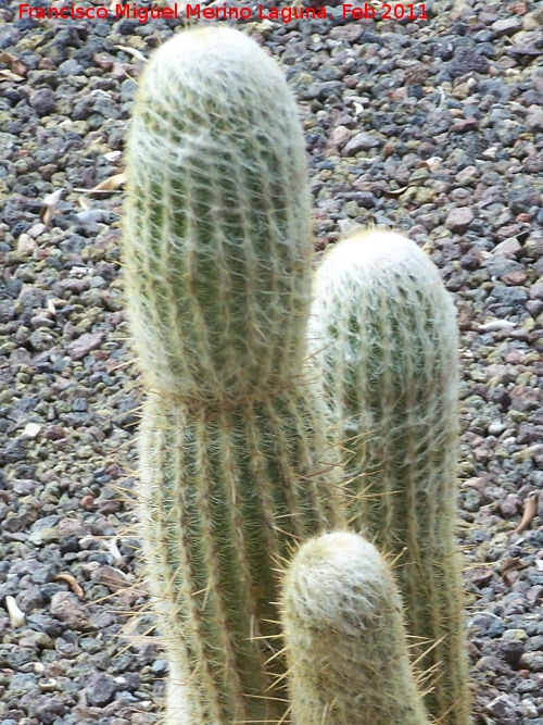 Cactus bola de algodn - Cactus bola de algodn. Tabernas
