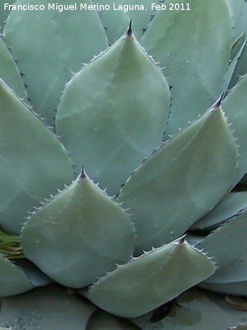 Cactus Mezcal - Cactus Mezcal. Tabernas